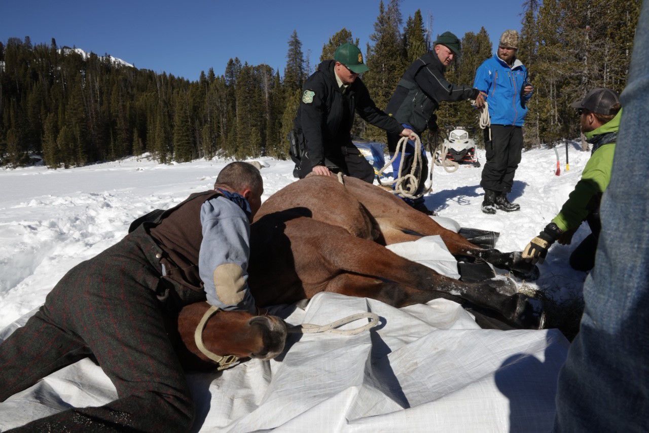 Tranquilized on the tarp